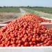 Tomate De Industria