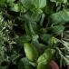 Aromatic plants