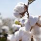 Cotton