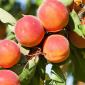 FRUTALES DE HUESO