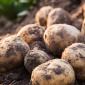 Potatoes