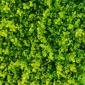 Shrubs