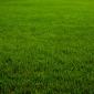 Lawn