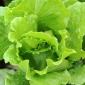 Lettuce