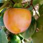 Persimmon