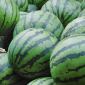 sandia