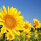 girasol