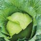 cabbage