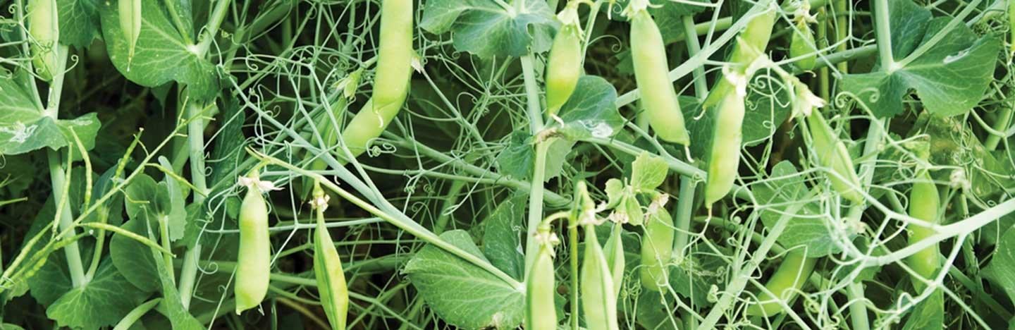 Legumes & Pulses