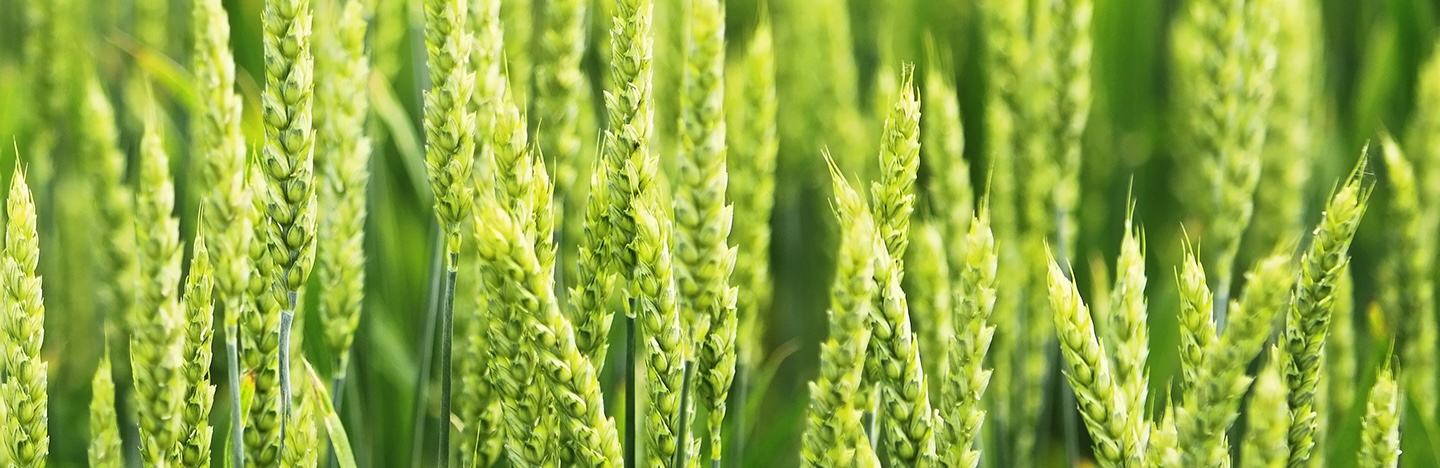 Wheat