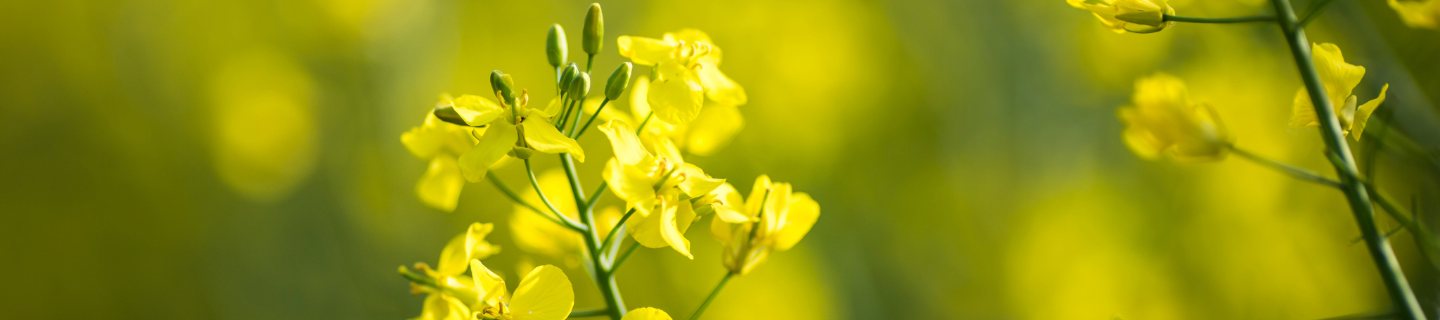 Crops