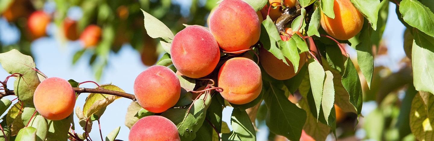 FRUTALES DE HUESO