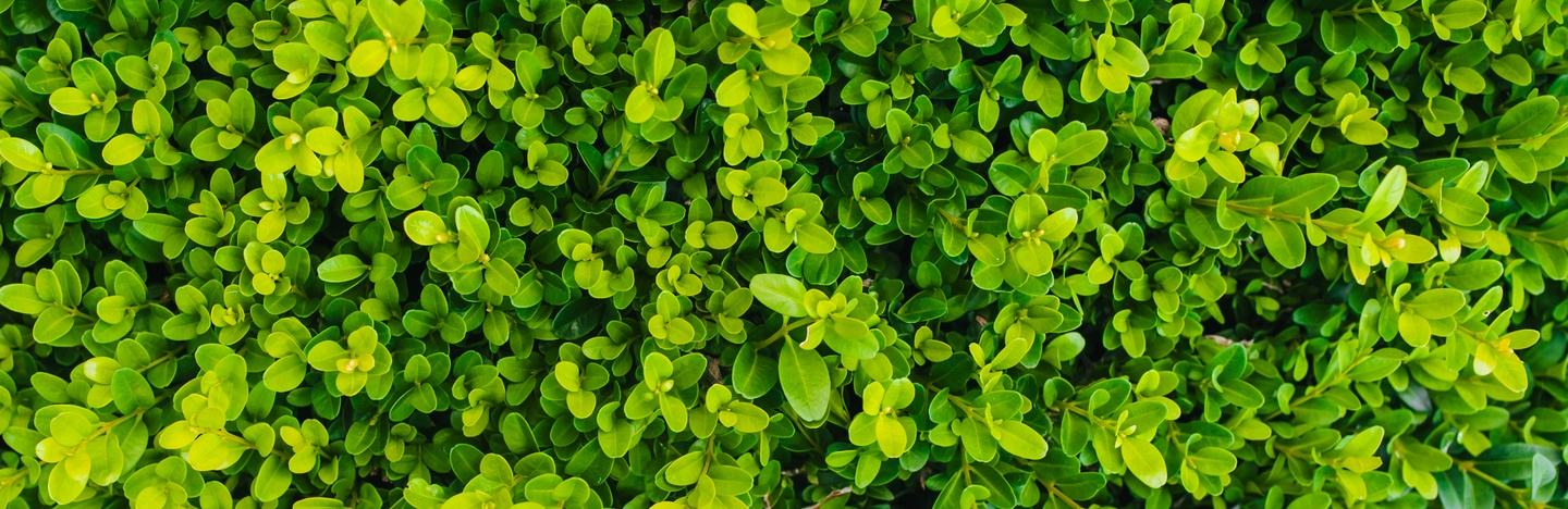 Shrubs
