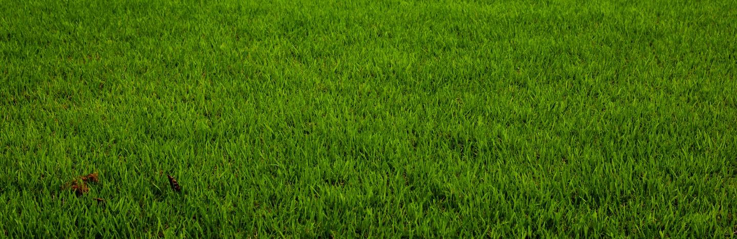 Lawn