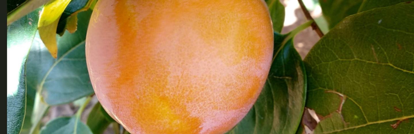 Persimmon