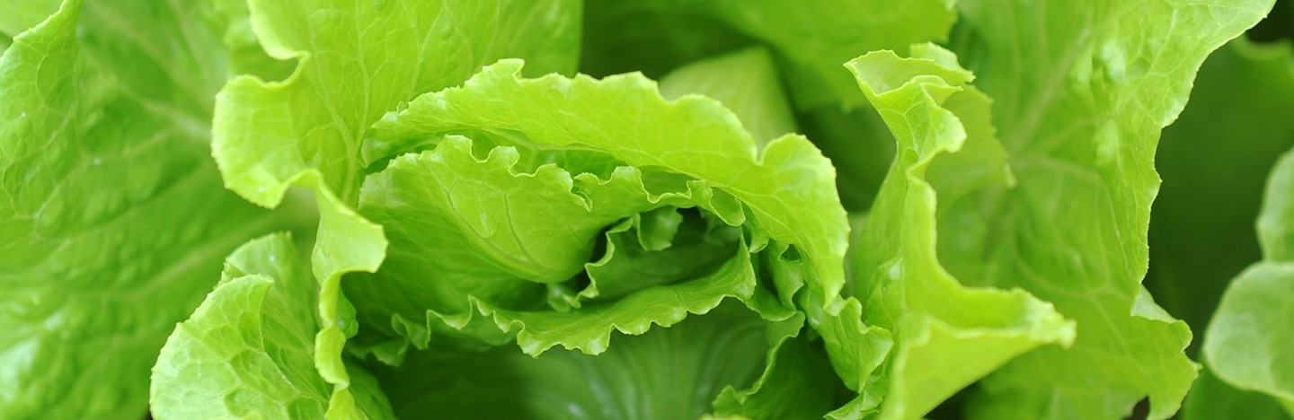 Lettuce