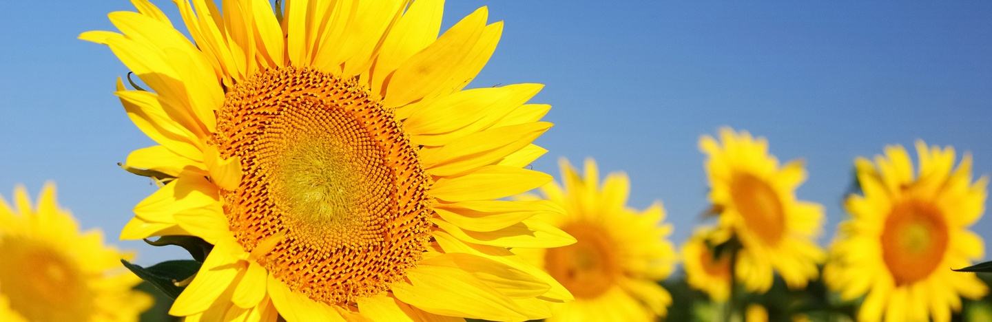 girasol