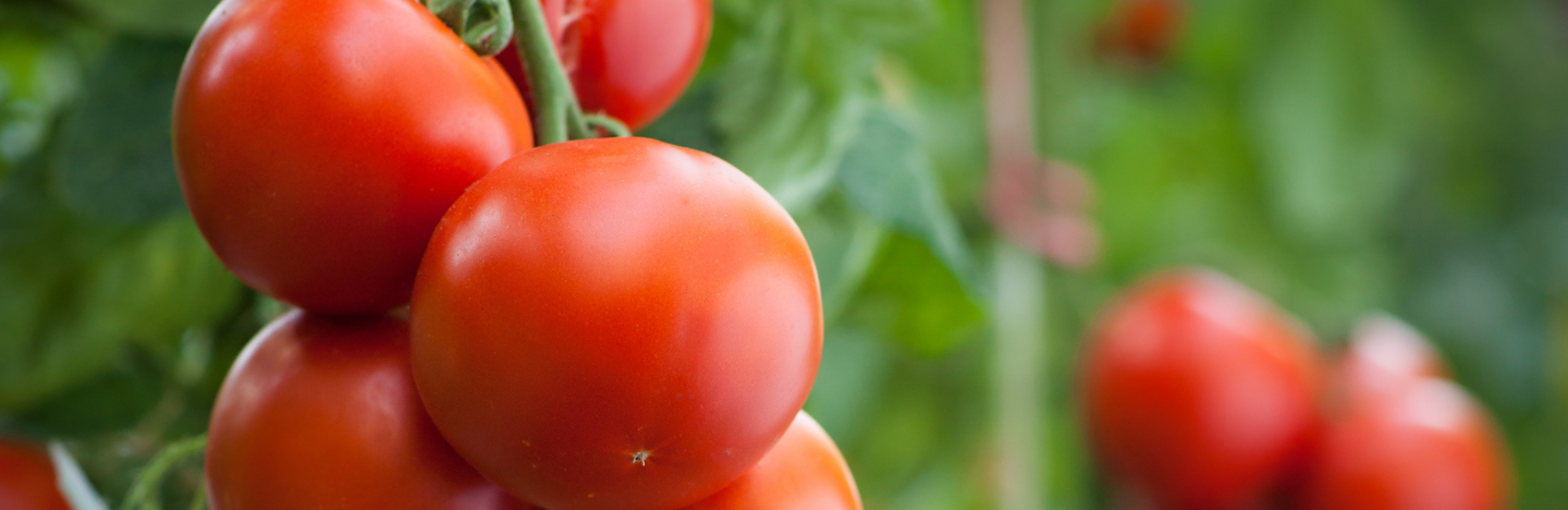 Η FMC Hellas στην Agroexpo 2025!