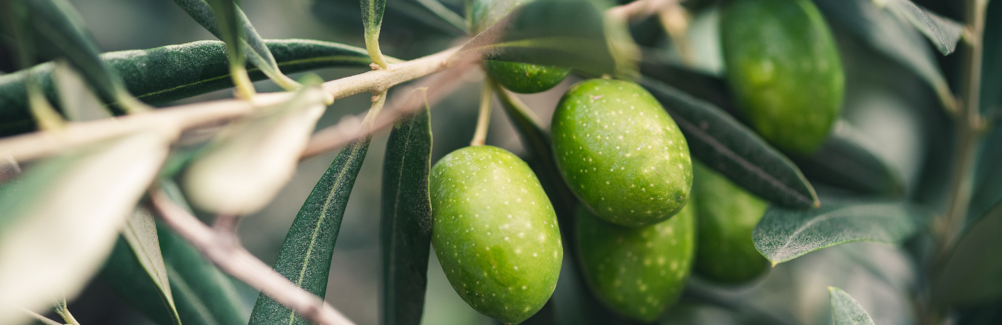 Η FMC Hellas συμμετέχει στο 10ο Φεστιβάλ Ελαιολάδου και Ελιάς!