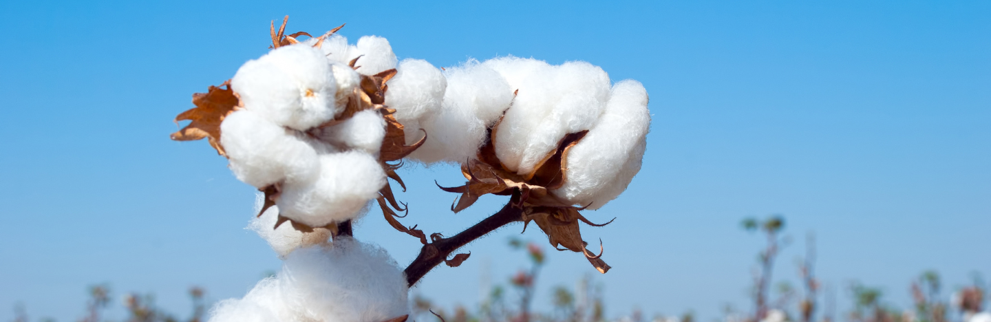 Coragen®20 SC: Η ασπίδα κατά του πράσινου σκουληκιού στο βαμβάκι