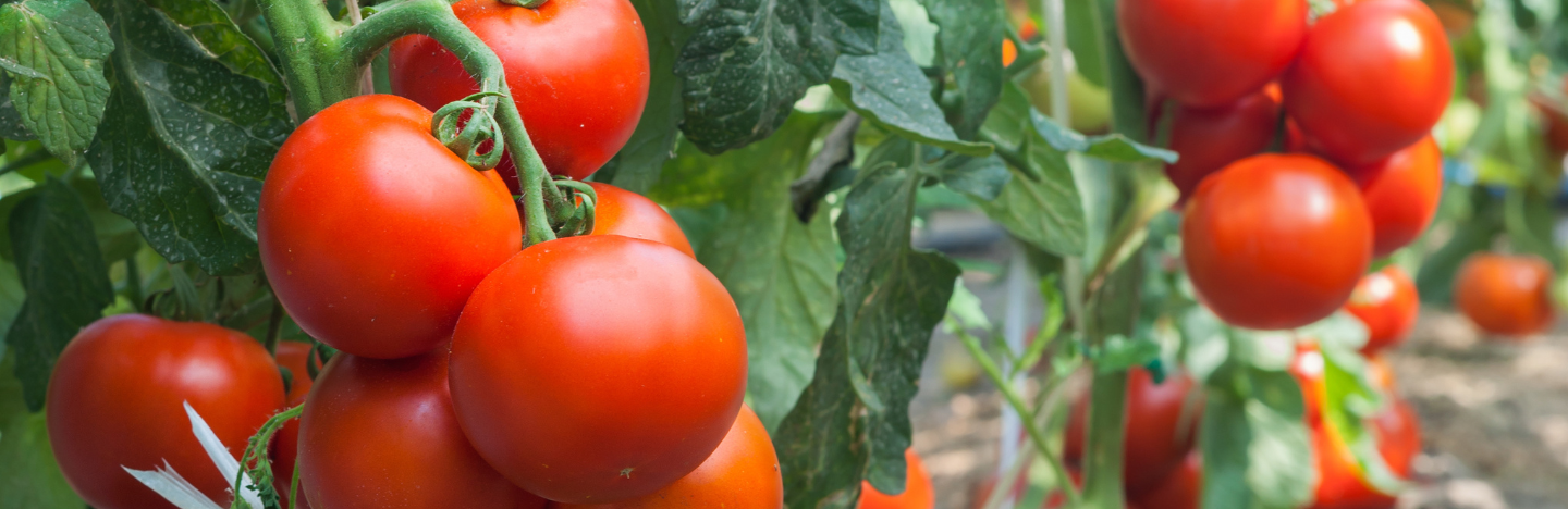 Καινοτομία στην Προστασία των Θερμοκηπιακών Καλλιεργειών με τα Εντομοκτόνα Benevia® 10 OD & Verimark® 20 SC από την FMC