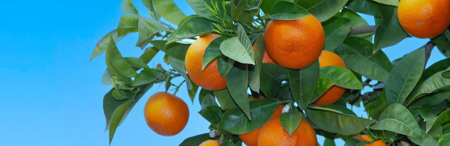 Exirel® 10 SE - Διεύρυνση στα Εσπεριδοειδή