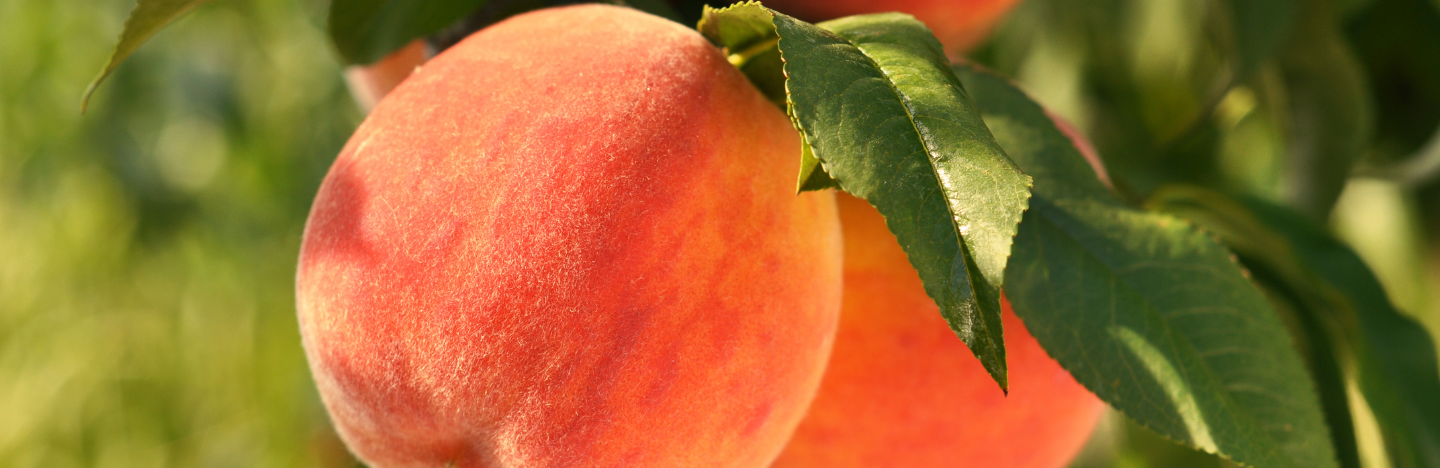 Asteria® Ultra 1.8 EC – Νέα Κατ’ Εξαίρεση Έγκριση για την Καλλιέργεια Ροδάκινου