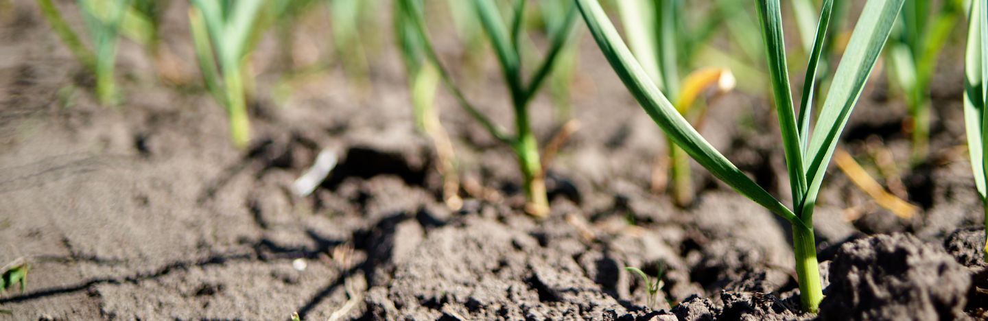 Νέα κατά παρέκκλιση έγκριση χρήσης του Benevia® 10 OD®