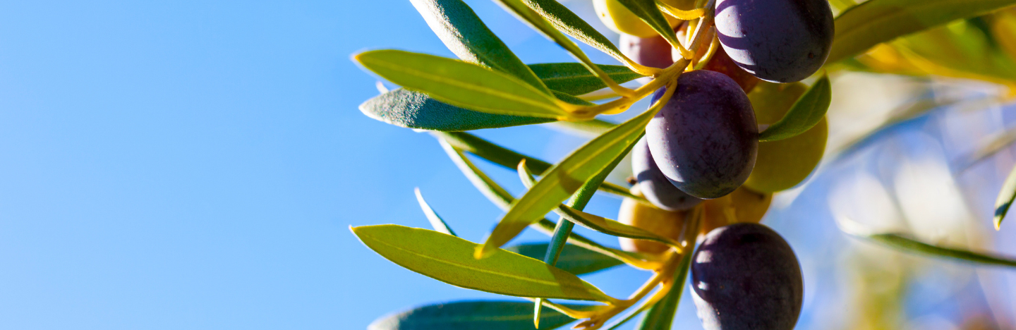 Η FMC στη 10η Πανελλήνια Συνάντηση Δακοκτονίας