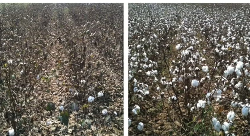 Treated with coragen and Untreated
