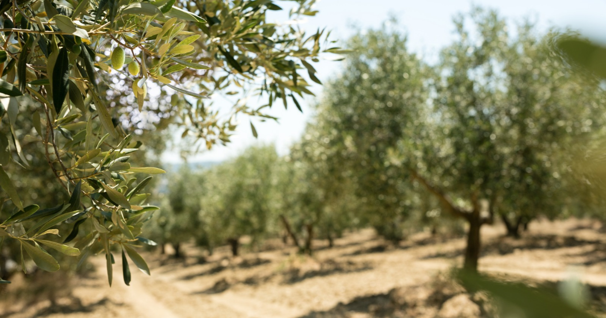 Η FMC στηρίζει για δεύτερη συνεχόμενη χρονιά το 4ο Συμπόσιο Αγουρέλαιου & Λαδοκομμάτας