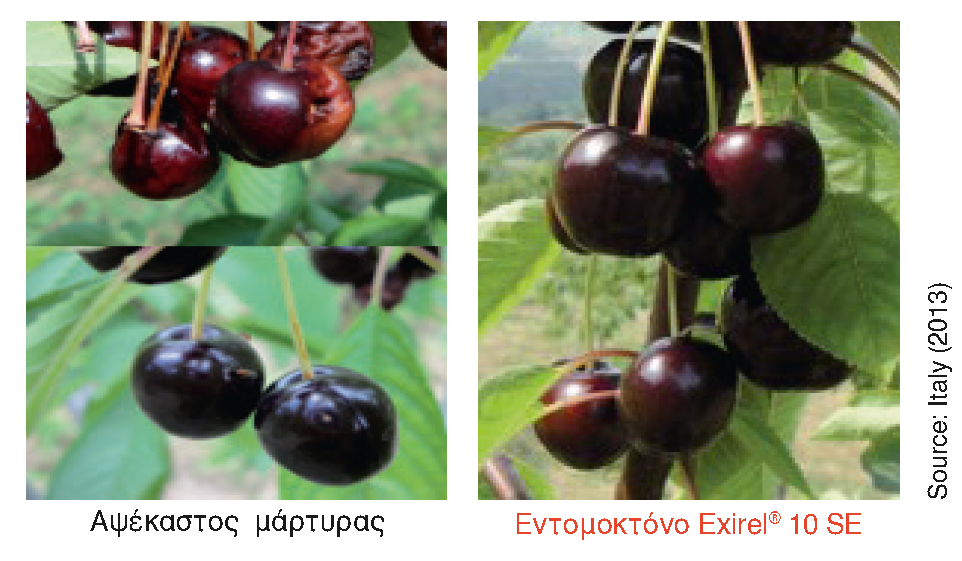 Exirel® 10 SE - Καταπολέμηση της Drosophila στο κεράσι