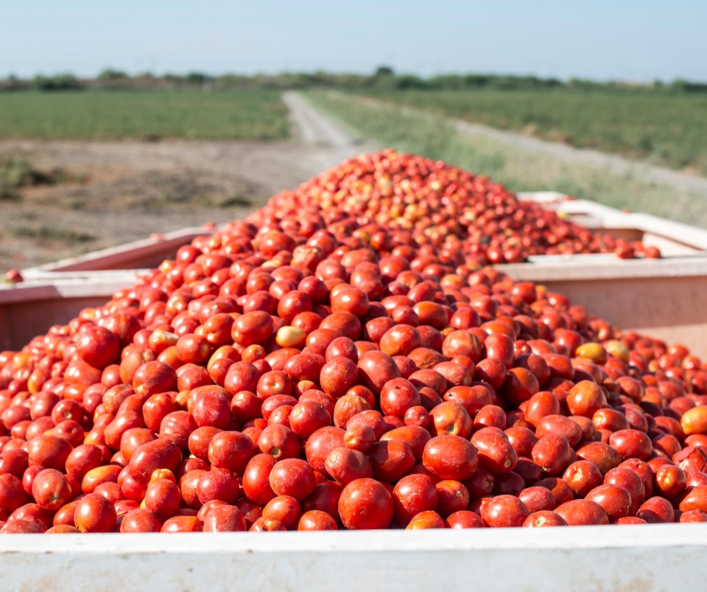 ARC® farm intelligence - Βιομηχανική Τομάτα