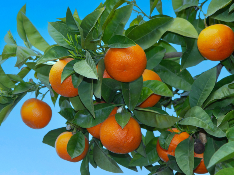 Exirel® 10 SE - Διεύρυνση στα Εσπεριδοειδή