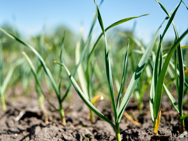 Νέα κατά παρέκκλιση έγκριση χρήσης του Benevia® 10 OD®