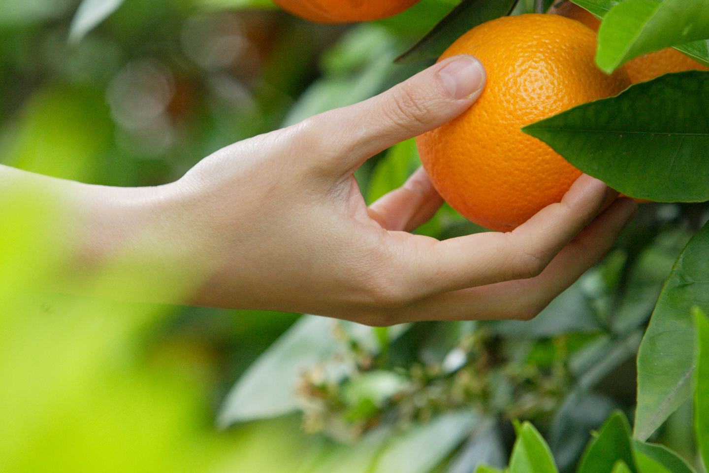 Hand grabbing orange from tree
