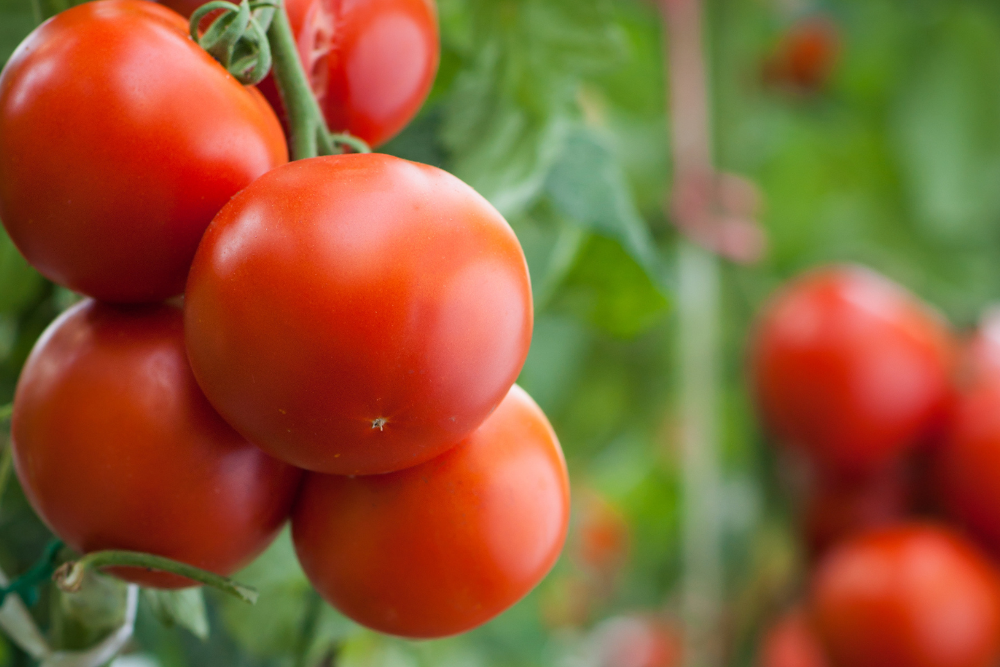 Η FMC Hellas στην Agroexpo 2025!