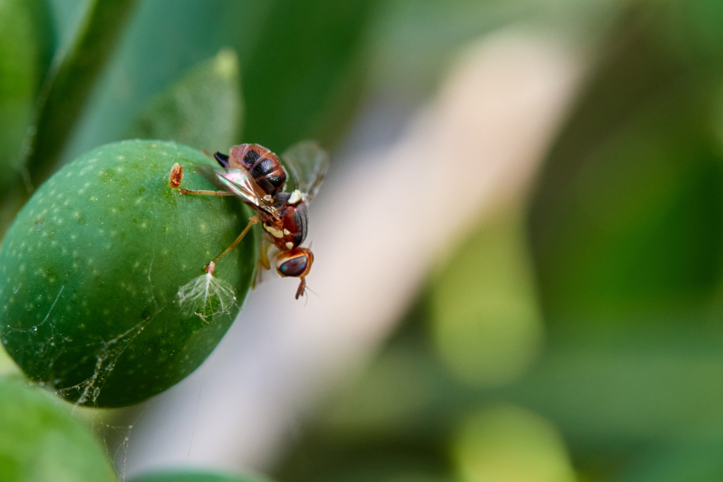 Η FMC συμμετέχει δυναμικά στο 20ό Πανελλήνιο Εντομολογικό Συνέδριο