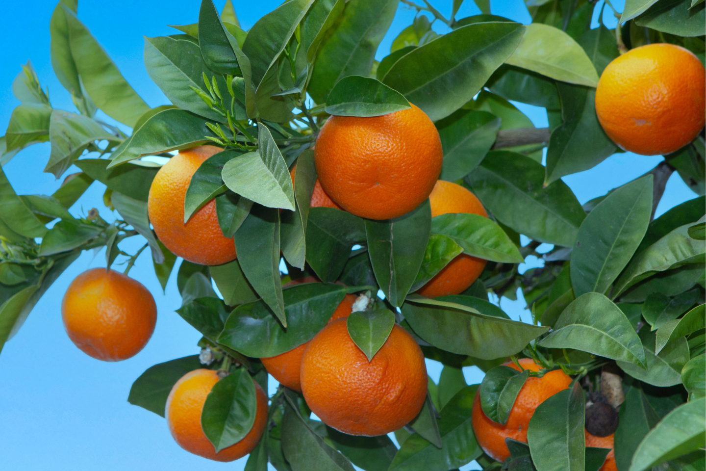 Exirel® 10 SE - Διεύρυνση στα Εσπεριδοειδή