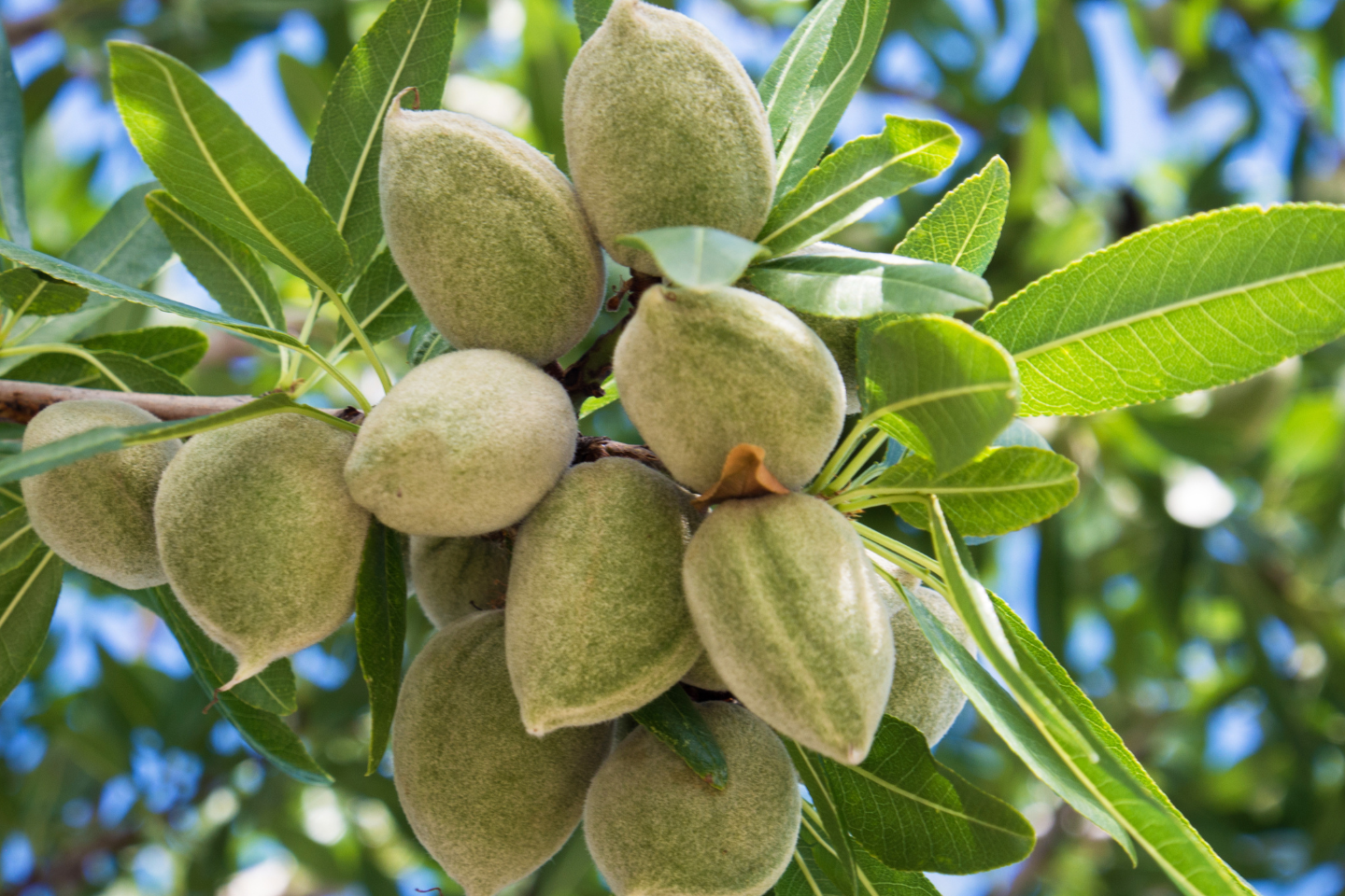 AKITO: Διεύρυνση χρήσης ήσσονος σημασίας στα ακρόδρυα