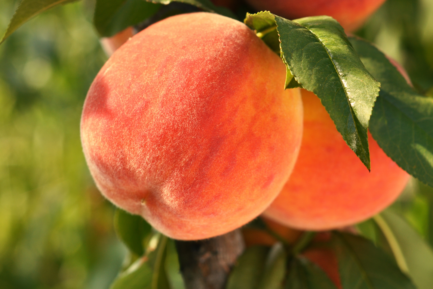 Asteria® Ultra 1.8 EC – Νέα Κατ’ Εξαίρεση Έγκριση για την Καλλιέργεια Ροδάκινου