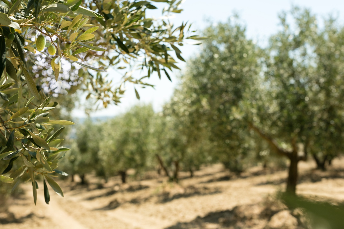 Η FMC στηρίζει για δεύτερη συνεχόμενη χρονιά το 4ο Συμπόσιο Αγουρέλαιου & Λαδοκομμάτας