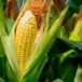 Maize