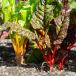 Chard (Outdoor)