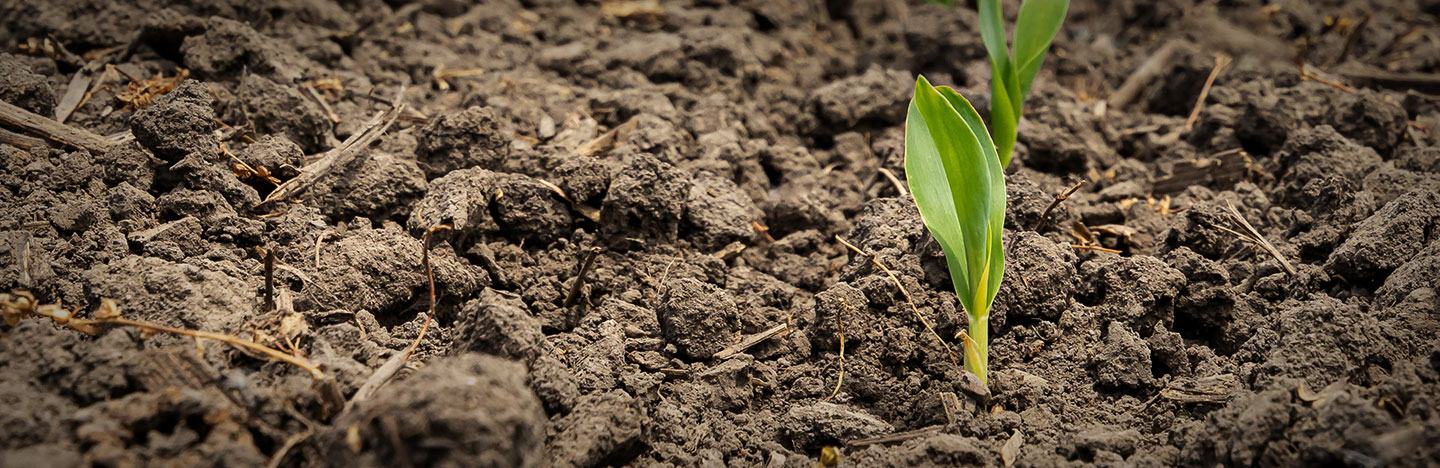 Xyway Brand Fungicides - Delayed Emergence FAQ Header