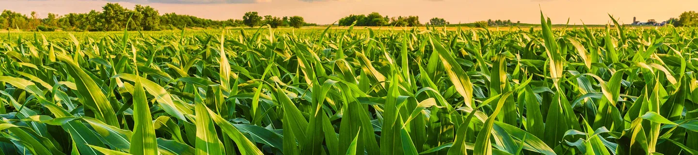 corn field