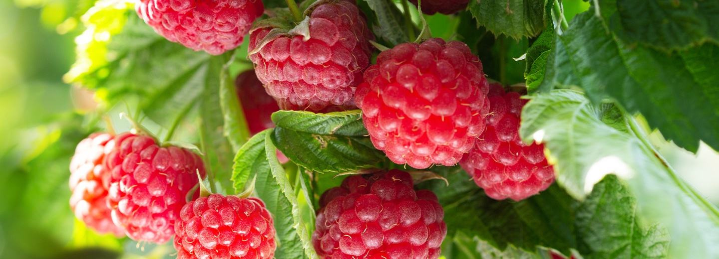 Μούρα και μικροί καρποί