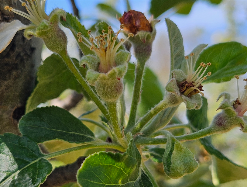 alma web