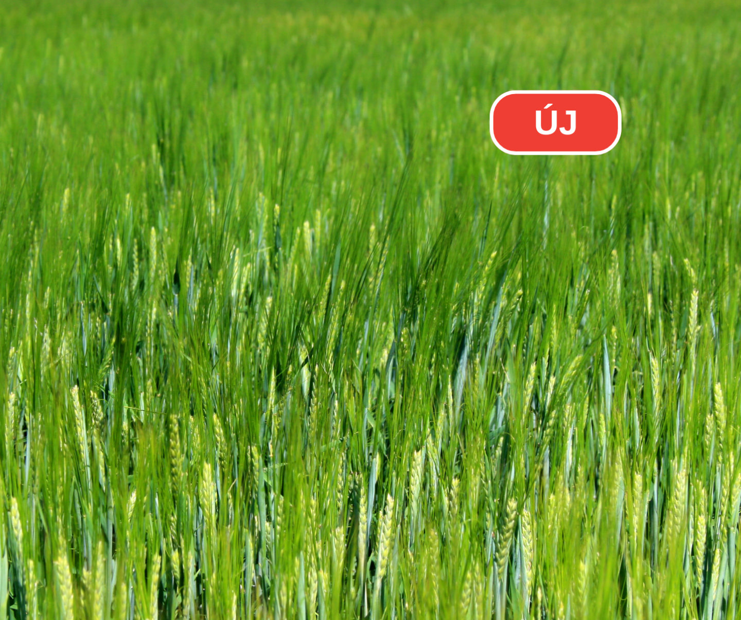 kép