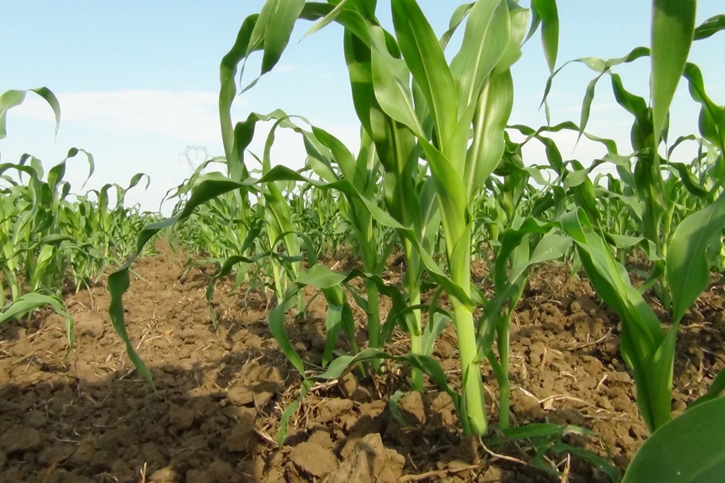 radistart gold a kukorica korai fejlődését segíti
